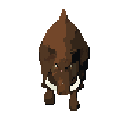 Boar
