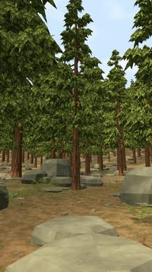 Pine