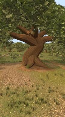 Walnut
